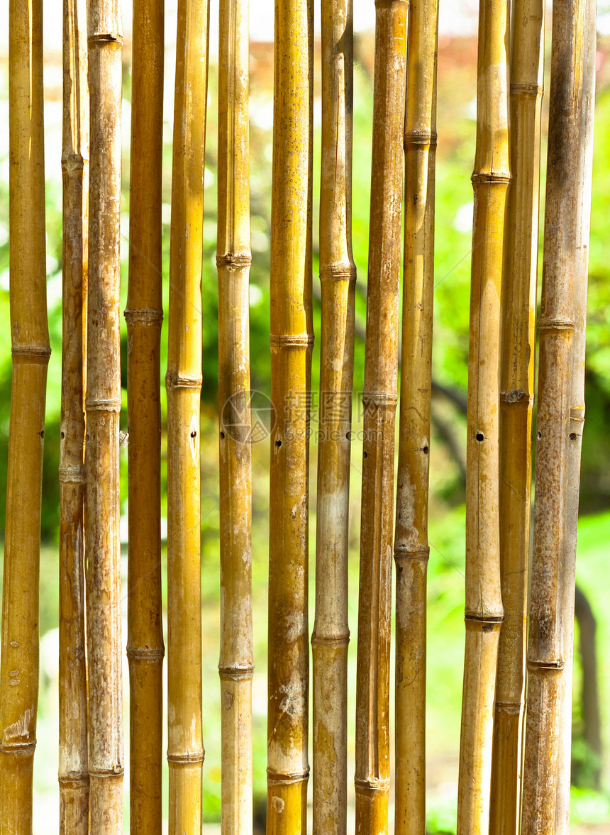 绿色模糊背景的竹竹树叶植物植物群边界树枝框架水平芦苇叶子黄色图片
