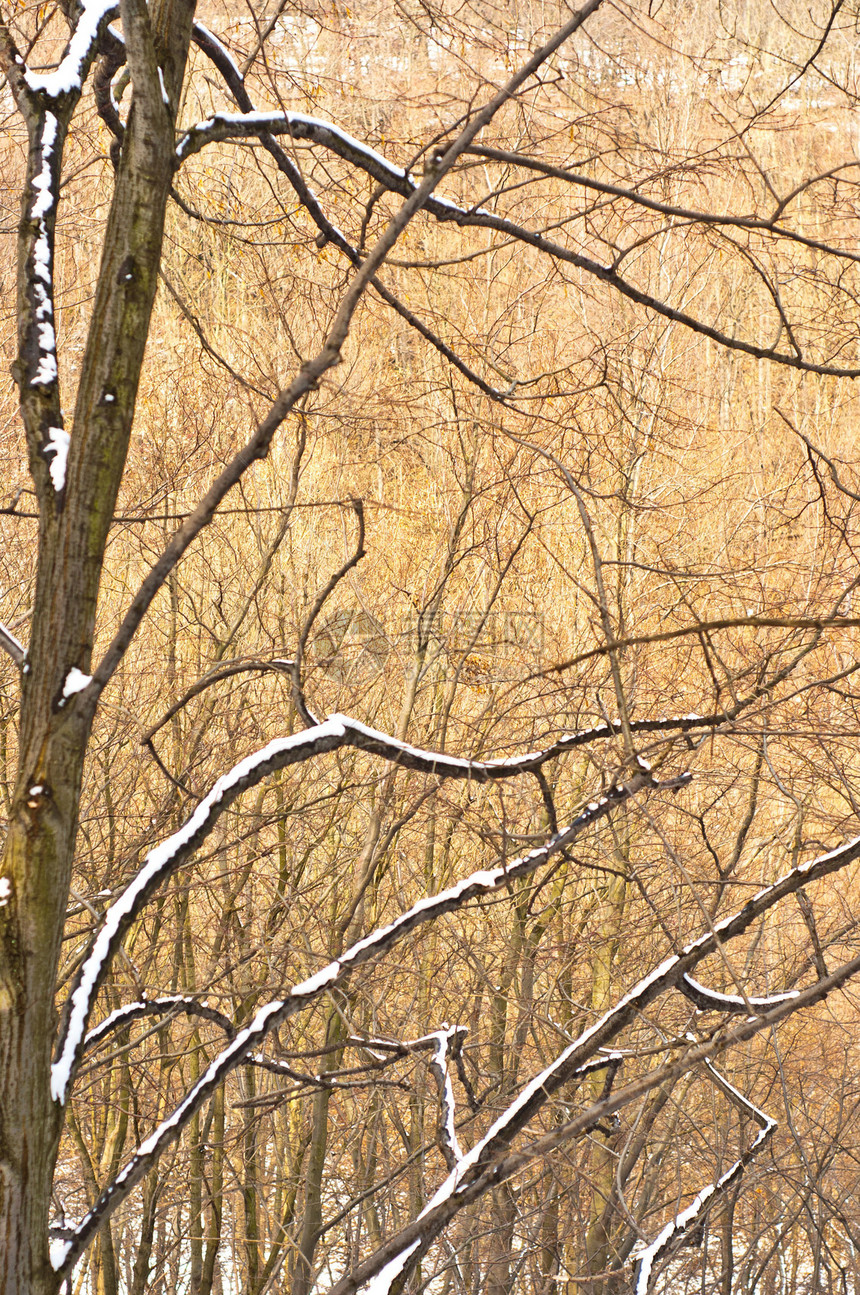 带季节性积雪的深森林乡村白色林地环境木头旅游天气风景树干公园图片