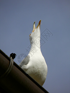 信天翁站在屋顶上大声喊叫动物环境野生动物海鸟背景图片