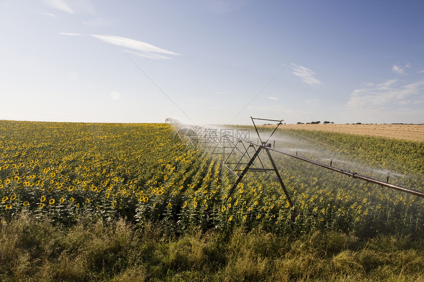 向日向外的灌溉系统洒水器工业乡村农业土地向日葵机器农场生长场地图片