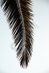 棕榈树叶绿色植物叶子白色热带背景图片
