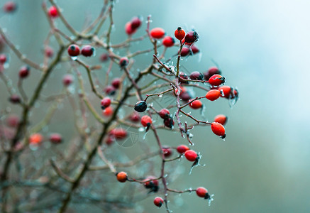 冰雪中的红莓水果蓝色植物冻结冷藏照片天空寒冷生长温度背景图片