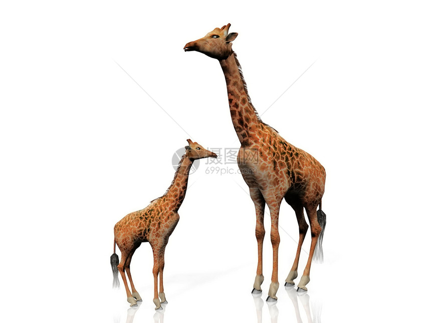 长颈鹿和婴儿长颈鹿图片