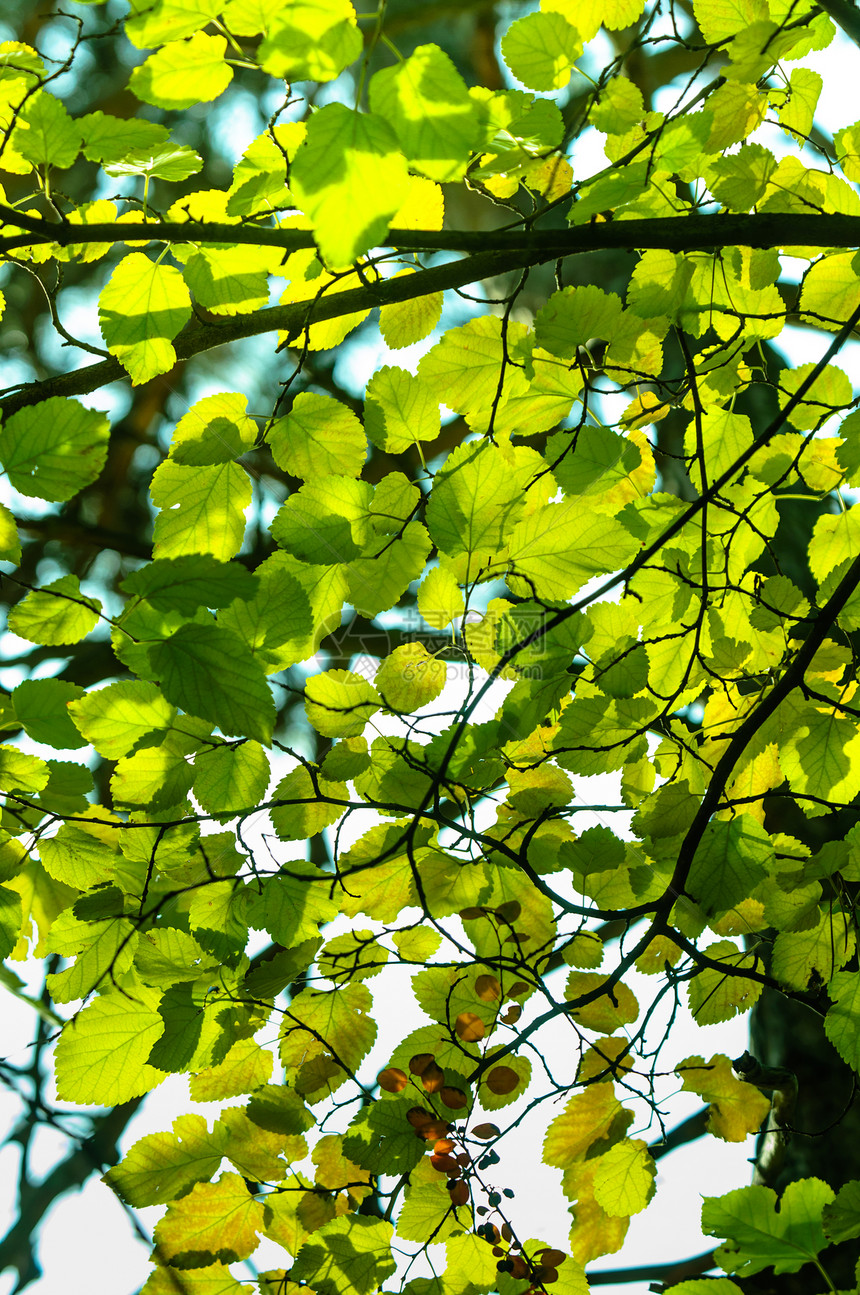新的绿叶照片树木花园树叶天空公园生长森林树林文化图片