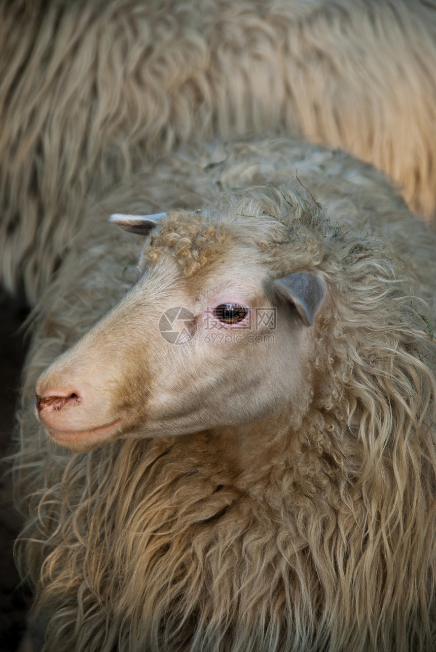 羊白色农业羊肉农村牧场哺乳动物羊毛农场图片