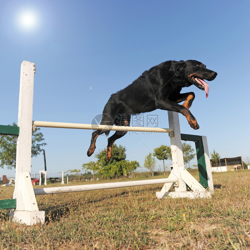 敏捷的比阿多龙牧羊犬犬类动物跳跃宠物训练牧羊人蓝色竞赛运动图片