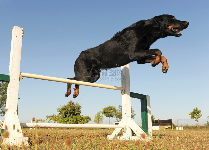 敏捷的比阿多龙跳跃牧羊人牧羊犬运动宠物训练犬类竞赛黑色动物图片