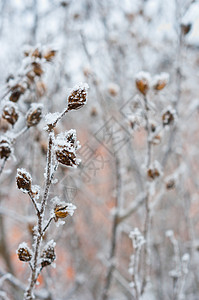 冬天的花朵和冰柱高清图片