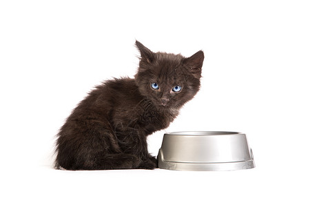 黑小黑猫在白色背景下吃猫食食肉猫咪动物蓝色宠物尾巴营养眼睛好奇心食物喂食高清图片素材