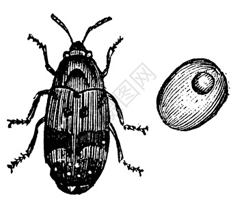 象鼻虫科生物学豌豆高清图片