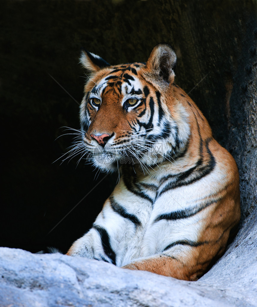 孟加拉虎组织肖像猫科毛皮捕食者野猫野生动物条纹老虎丛林打猎动物图片