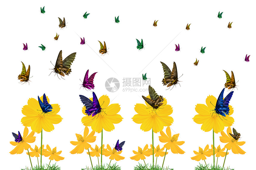 蝴蝶色彩多彩君主花园植物生活昆虫白色花朵图片