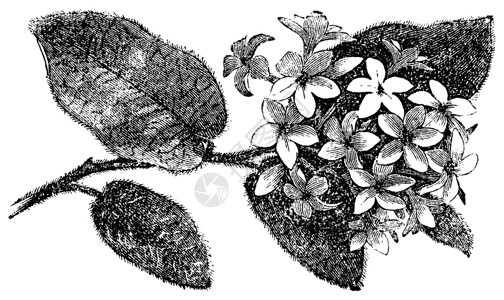 五月花或飘忽不定的阿布图斯或报复白色灌木叶子艺术植物园艺绘画雕刻植物学插画
