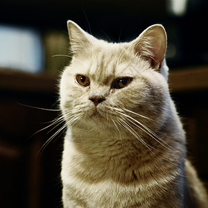 猫咪黄色橙子动物背景图片