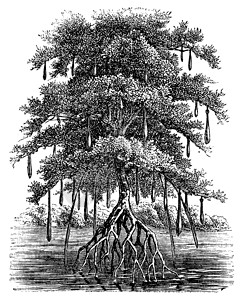 沙巴红树林红树林或曼加尔古代雕刻植物沼泽根茎胎生雌雄红树生态植物群河口植被插画