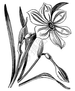 诗篇诗人的诗人达福迪或自负诗人植物艺术叶子植物学香水野鸡绘画插图粉红色水仙花插画