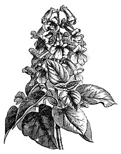 毛泡桐Paulowonia或古老的雕刻桐科蚀刻园艺种子插图植物白色水果木头树叶插画