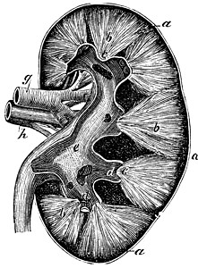 皮层人类肾脏古代雕刻输尿管图表纸巾身体胸部器官插图生物蚀刻古董插画