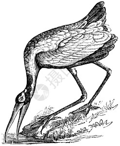 高美湿地Wood Stork (Tantalus定位器) 或美插画