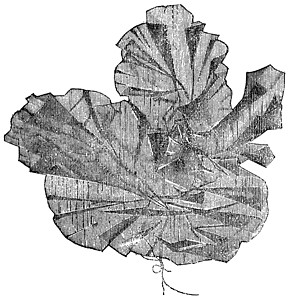 七叶树科植物Aonori或古代雕刻插画
