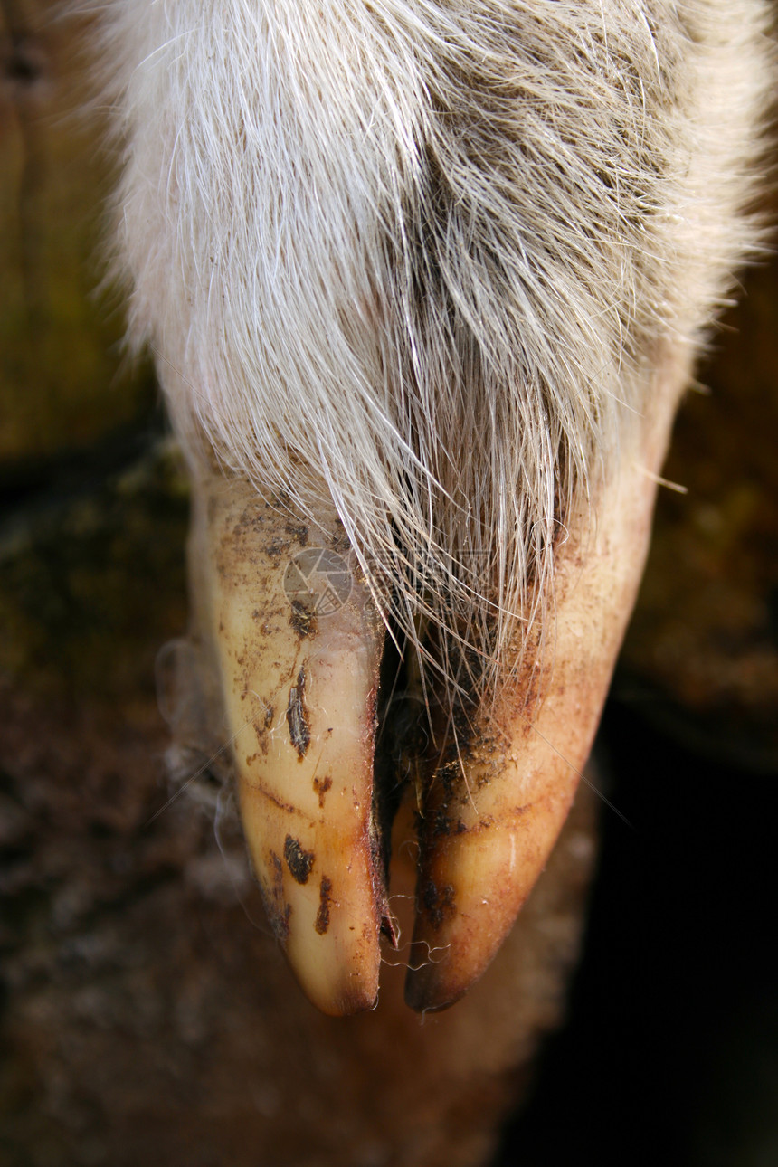 羊蹄农场指甲动物群哺乳动物羊肉图片