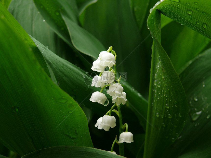 山谷的百丽季节宏观绿色植物白色植物群季节性图片