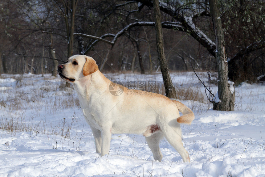 冬季黄色拉布拉多乐趣宠物天空跑步晴天猎犬朋友公园幸福森林图片