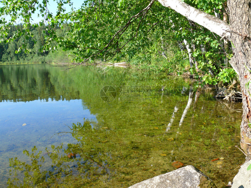 Chelyabinsk地区Turgoyak湖荒野植物国家旅行森林太阳场景季节叶子木头图片