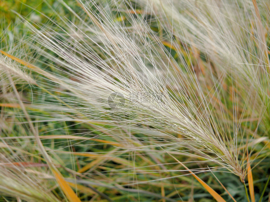 羽草的纹理场地野生动物羽毛季节草地美丽图片