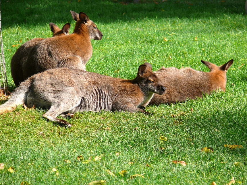 红颈瓦拉比绿色袋鼠棕色红色动物园野生动物小袋鼠哺乳动物红领图片