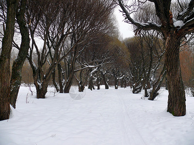 太原柳巷下雪的柳巷 莫斯科公园土地公园树木白色场景植物国家季节环境植物学背景