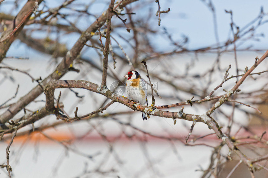 坐在树枝上棕色黑色打扫观鸟季节黄色红色野生动物翅膀雀科图片