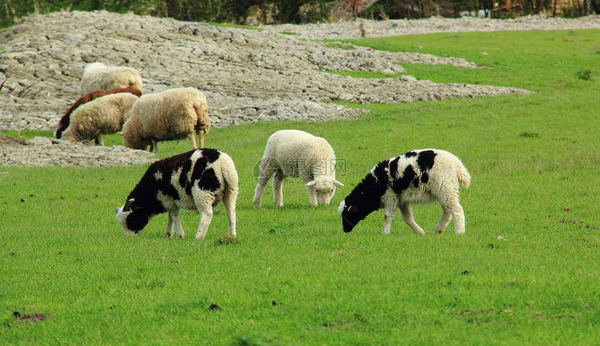 三只羊草地黑色团体农场羊毛兄弟姐妹婴儿白色动物图片
