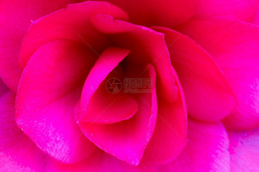 粉红玫瑰花花紫色花瓣玫瑰花粉植物粉色宏观植物群图片