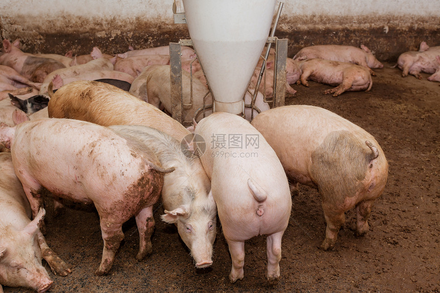 养猪场饲养鼻子农庄农场公猪谷仓猪圈产业家畜乡村图片