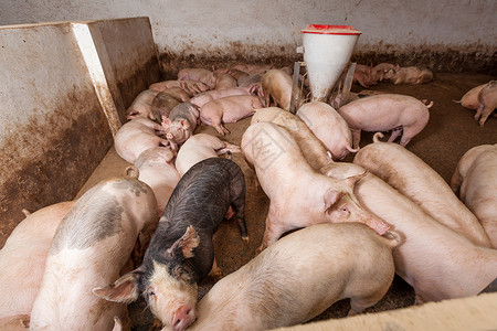 养猪场配种公猪农庄团体鼻子家畜母猪哺乳动物猪圈乡村猪肉高清图片素材