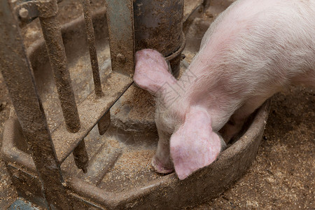 养猪场猪肉鼻子饲养母猪公猪农场谷仓配种哺乳动物小猪猪肉产业高清图片素材