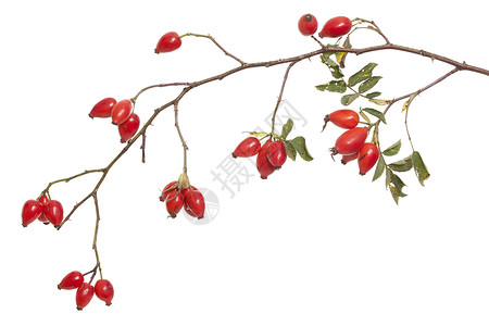 果子花果红色野玫瑰草药水果叶子植物草本植物宏观野蔷薇背景图片