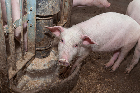养猪场公猪产业谷仓猪圈配种鼻子哺乳动物乡村猪肉动物长白高清图片素材