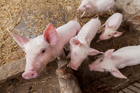 养猪场动物饲养猪圈公猪产业乡村家畜猪肉团体母猪哺乳动物高清图片素材