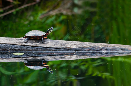 涂漆海龟反思野生动物水龟日志乌龟湖泊荒野甲壳植物背景图片