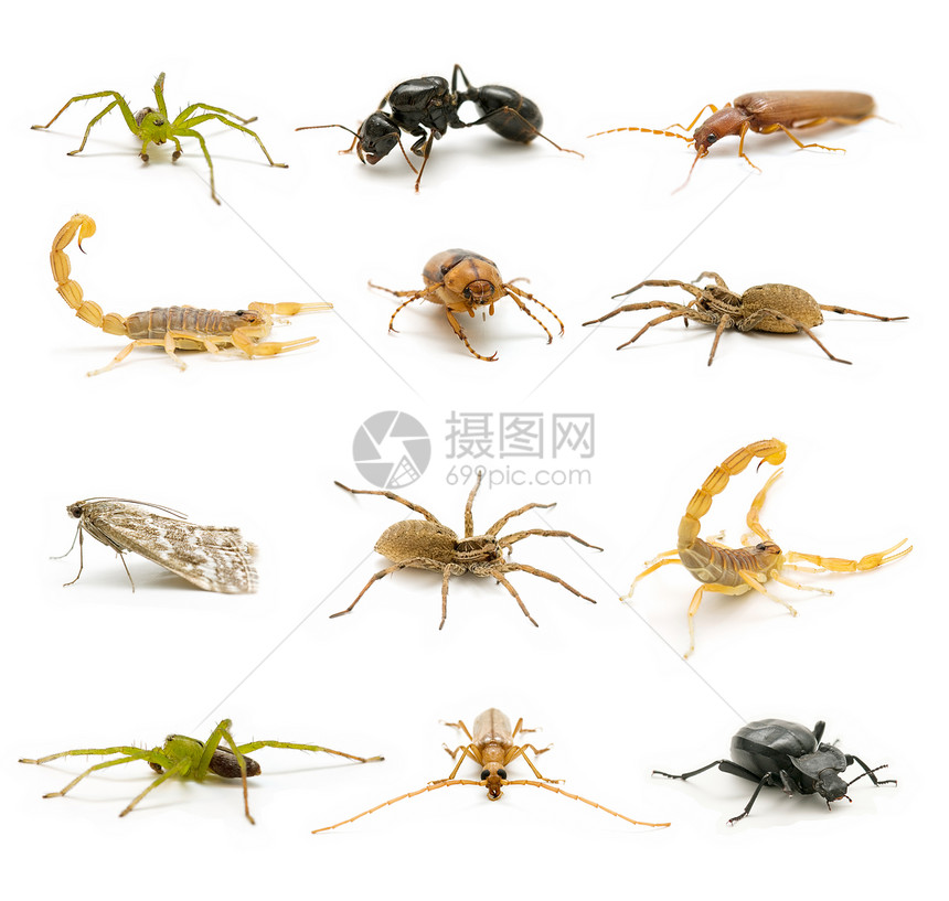 昆虫种类繁多图片