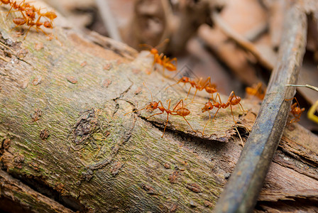 行走蚂蚁红蚂蚁在木原木上行走背景