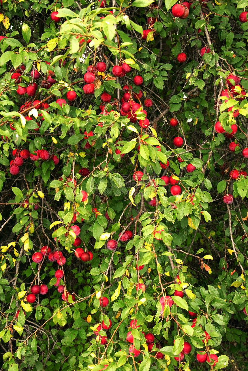 生长的梅子生产水果农场树叶团体李子植物国家园艺季节图片