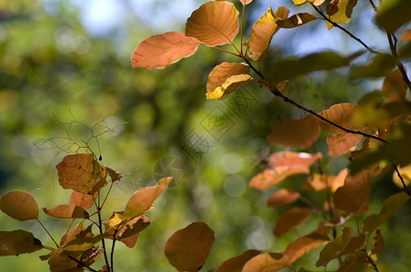 秋季背景树木树叶叶子背景图片
