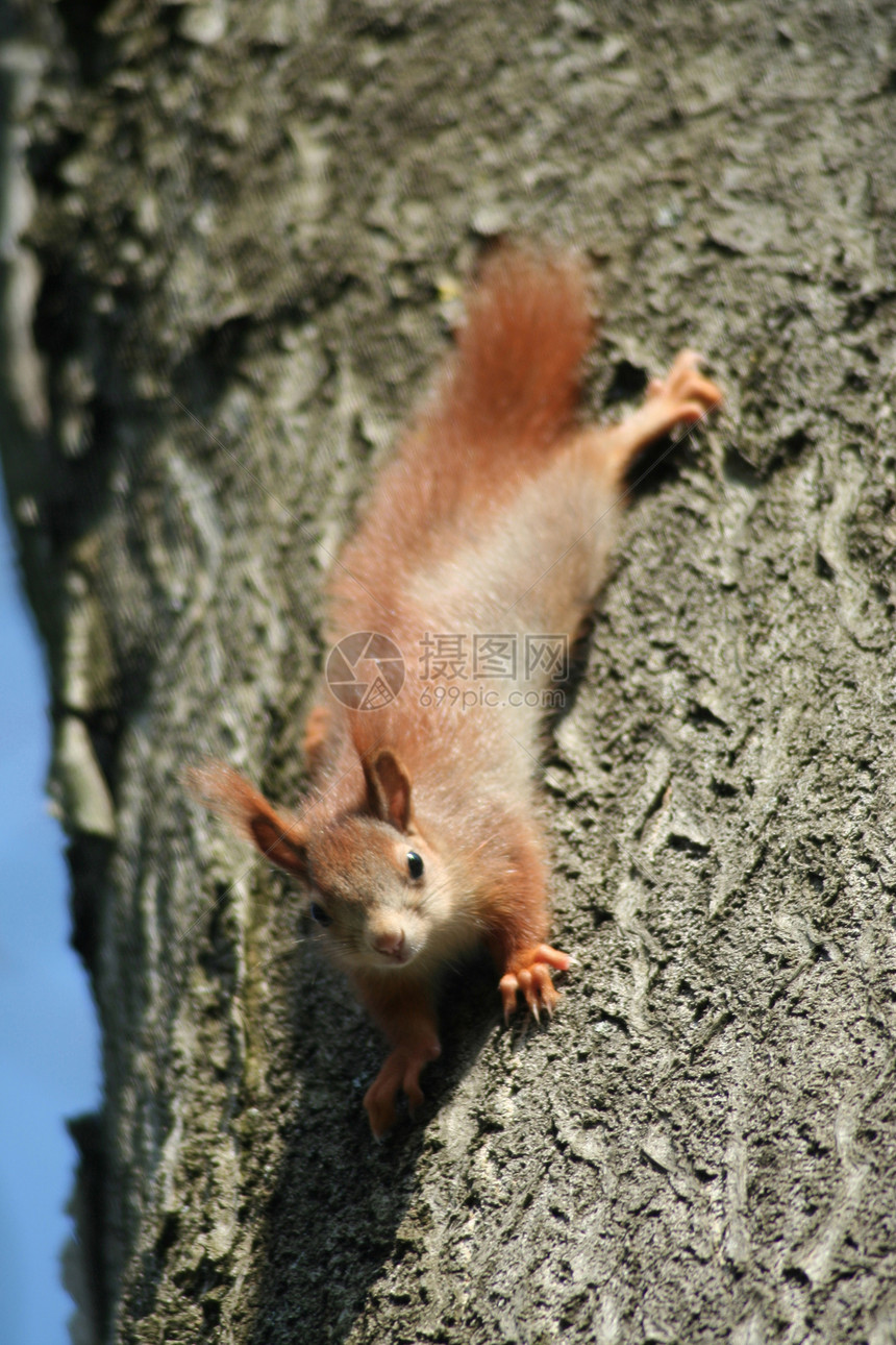 婴儿松鼠红色食物尾巴坚果棕色森林哺乳动物营养小松鼠生物图片