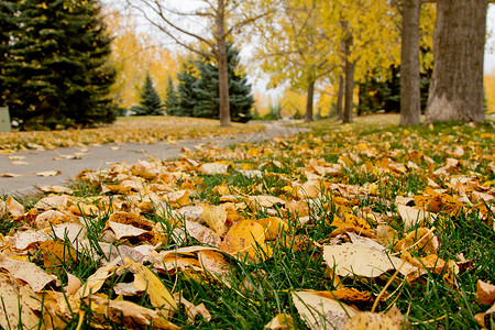 瑞金娜的秋天树叶公园树木金黄色黄色背景图片
