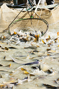 鱼塘钓鱼素材蓄积池收获池钓鱼外观渔业池塘背景
