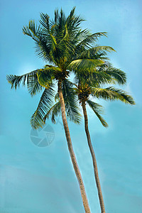 泰国海岸两棵椰子棕榈树背景图片