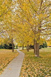 瑞金娜的秋天树叶公园金黄色树木黄色背景图片